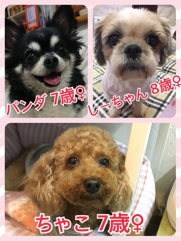 今日のワンコキャスト🐶